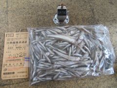 2025.10.26 (日) わかさぎの釣果