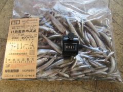 2025.11.04 (火) わかさぎの釣果