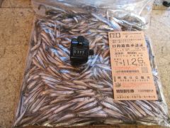 2025.11.26 (水) わかさぎの釣果